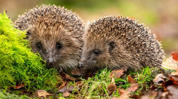 Vorsorgliche Warnung - Nachweis des Bornavirus bei Tieren in Bayern