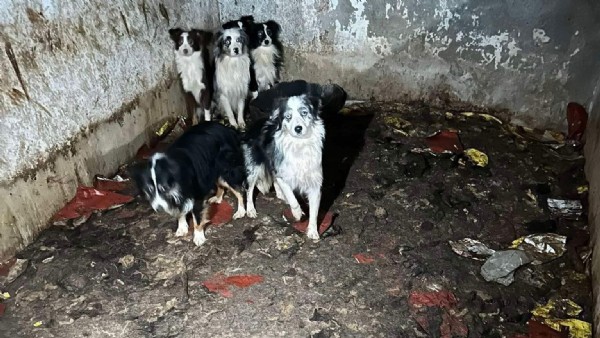 Tierretter am Limit - „Sie hat den Tod vieler Tiere zu verantworten!“