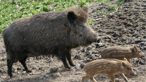 Produkte „gefährlich“ - EU-Kommission leitet Verfahren gegen Temu ein