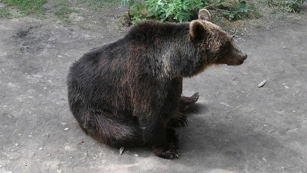 Als Dank für Soldaten? - Russland schenkt Zoo in Nordkorea 70 Tiere